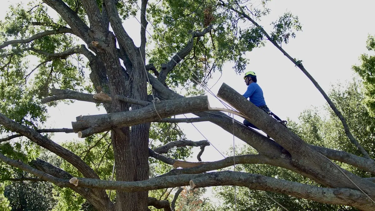 Professional Hazardous Tree Removal performed by certified arborists in Crownsville