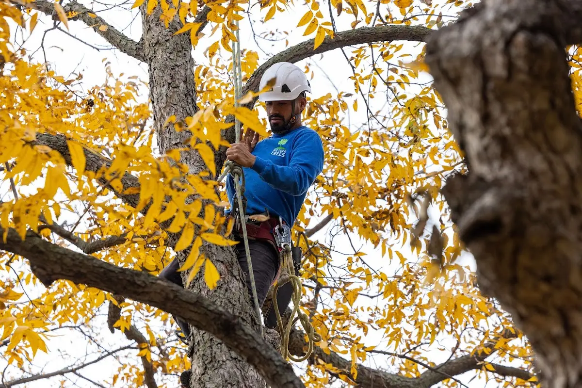 Skilled Tree Planing crew working in Crownsville