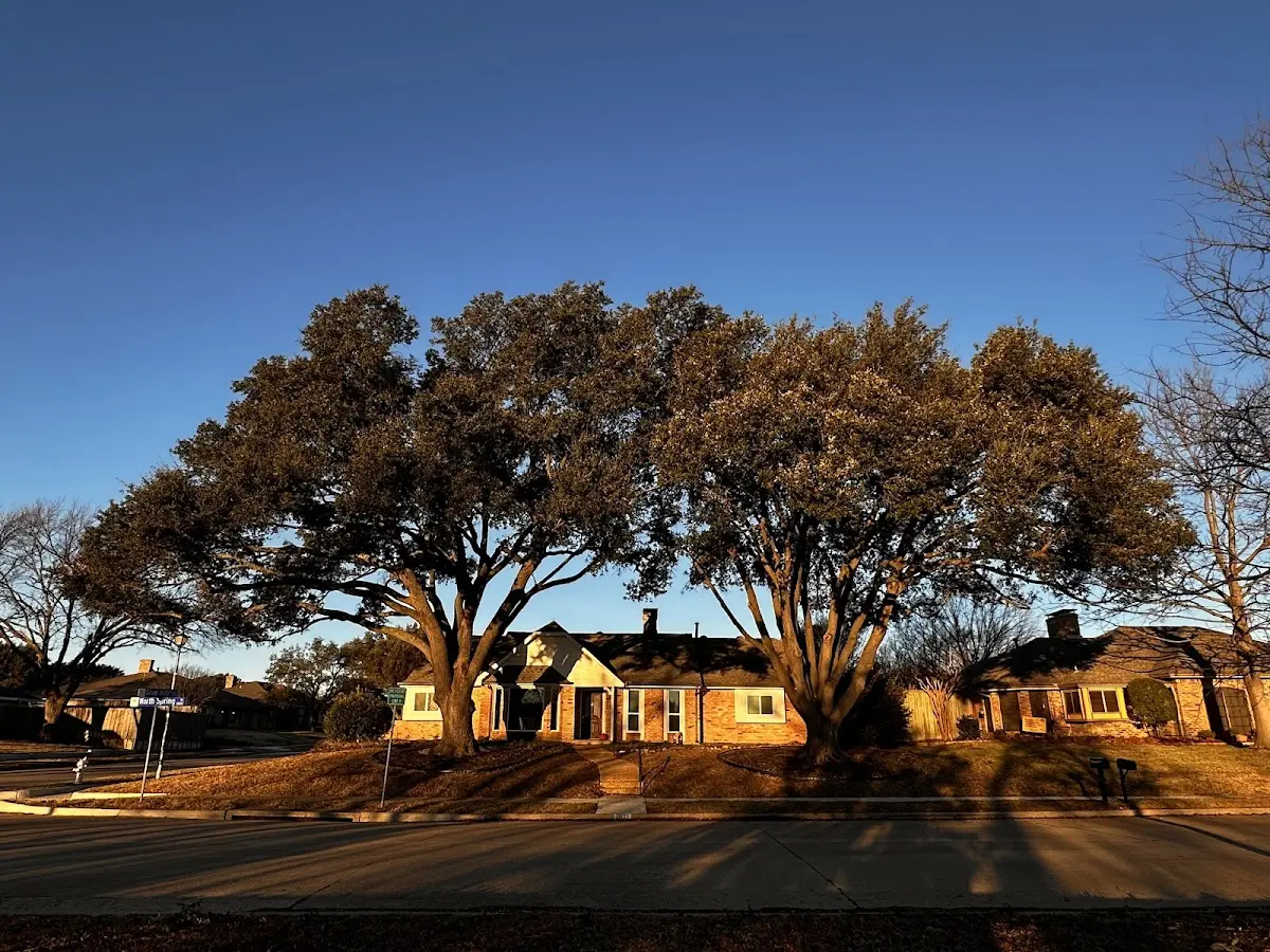 Established residential canopy tree shading a home in Crownsville